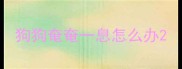 狗狗奄奄一息怎么办