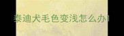 泰迪犬毛色变浅怎么办