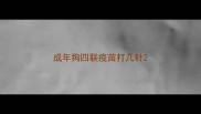 成年狗四联疫苗打几针
