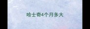 哈士奇4个月多大