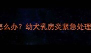 9个月比熊犬乳头红肿怎么办幼犬乳房炎紧急处理指南附护理全攻略