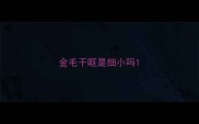 金毛干呕是细小吗