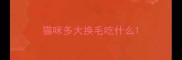 猫咪多大换毛吃什么
