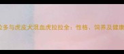 拉布拉多与虎皮犬混血虎拉拉全性格饲养及健康指南