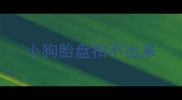 小狗胎盘拍不出来