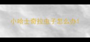 小哈士奇拉虫子怎么办