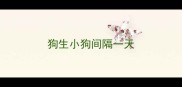 狗生小狗间隔一天