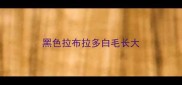 黑色拉布拉多白毛长大