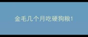金毛几个月吃硬狗粮