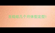 吉娃娃几个月体型定型