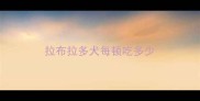 拉布拉多犬每顿吃多少