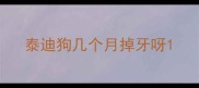 泰迪狗几个月掉牙呀