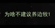 为啥不建议养边牧