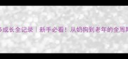 拉布拉多成长全记录新手必看从奶狗到老年的全周期养护指南