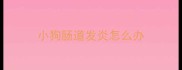 小狗肠道发炎怎么办
