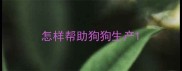 怎样帮助狗狗生产