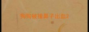 狗狗被撞鼻子出血