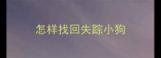 怎样找回失踪小狗