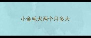 小金毛犬两个月多大