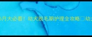 萨摩耶3-6月大必看幼犬脱毛期护理全攻略幼犬家长必存