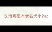 珠海哪里有卖名犬小狗