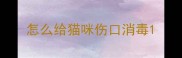 怎么给猫咪伤口消毒