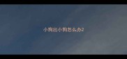 小狗出小狗怎么办