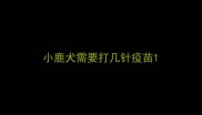 小鹿犬需要打几针疫苗