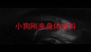 小狗刚来身体发抖
