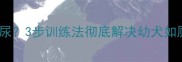 四个月大泰迪犬乱拉乱尿3步训练法彻底解决幼犬如厕问题附专家建议