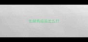 比熊狗疫苗怎么打