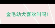 金毛幼犬喜欢叫吗