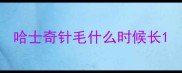 哈士奇针毛什么时候长