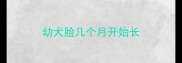 幼犬脸几个月开始长