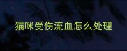猫咪受伤流血怎么处理
