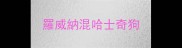 羅威納混哈士奇狗