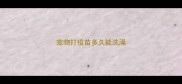 宠物打疫苗多久能洗澡