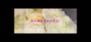 苏州哪里给狗打疫苗