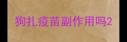 狗扎疫苗副作用吗