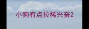 小狗有点拉稀兴奋