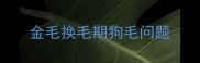 金毛换毛期狗毛问题