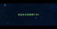 泰迪美毛狗粮哪个好