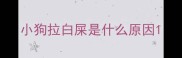 小狗拉白屎是什么原因