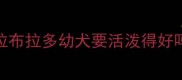 拉布拉多幼犬要活泼得好吗