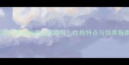 惠比特犬适合当家庭宠物吗性格特点与饲养指南全