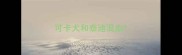 可卡犬和泰迪混血