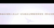 泰迪幼犬爱咬人怎么办3步训练法让狗狗秒变乖宝宝附纠正视频