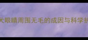 金毛犬眼睛周围无毛的成因与科学护理全