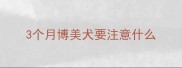 3个月博美犬要注意什么