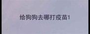给狗狗去哪打疫苗